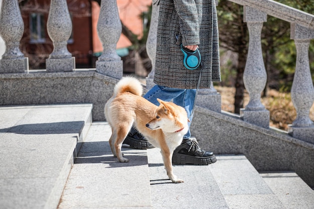 Czerwony pies Shiba Inu w czerwonej obroży schodzi po schodach kamiennych schodów obok swojego właściciela