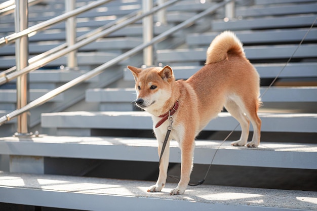 Czerwony pies Shiba Inu w czerwonej obroży stoi na schodach z szarymi betonowymi stopniami i metalową balustradą