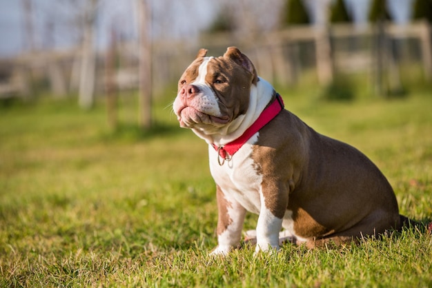 Czerwony Pies Szczeniak American Bully Jest Na Zielonej Trawie