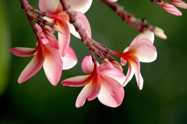 czerwony plumeria orientalny kwiat