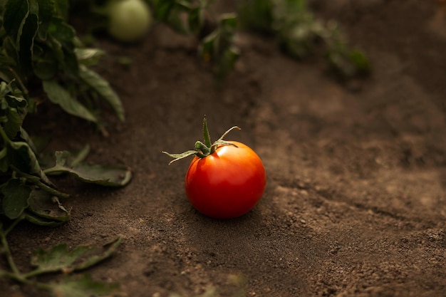 Czerwony pomidor leży na ziemi w ogrodzie Rolnictwo Przemysł agronomiczny