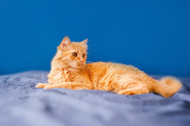 Czerwony, puszysty kot domowy leży na łóżku na niebieskim tle.