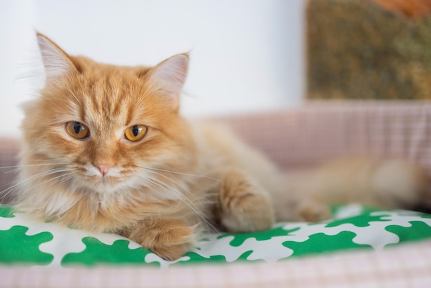 Czerwony puszysty kot leżący na kanapie w domu Zwierzęta domowe