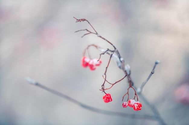 Zdjęcie czerwony rowan w zimie pod śniegiem koncepcja zimowa