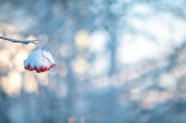 Zdjęcie czerwony rowan w zimie pod śniegiem koncepcja zimowa