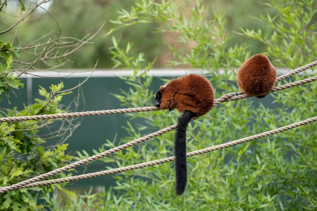 Czerwony ruffed lemur