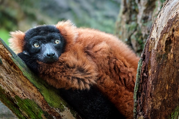 Czerwony ruffed lemur