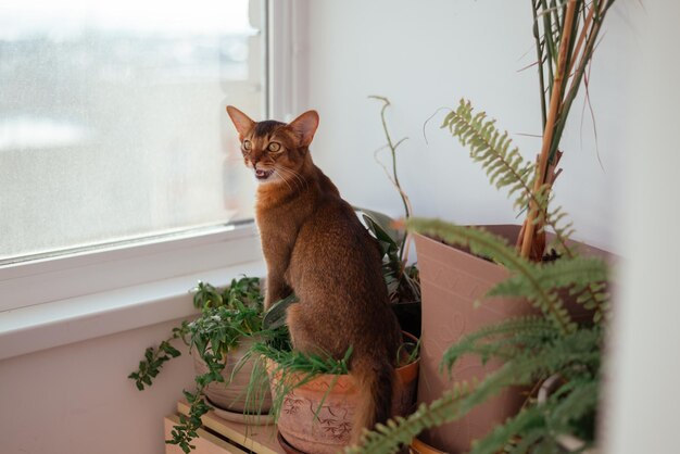 Zdjęcie czerwony somalijski mały kot lub kotek siedzi na doniczce z trawą zielonymi roślinami