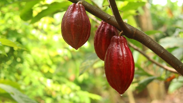 Czerwony strąk kakao na drzewie w polu. Kakao (Theobroma cacao L.) to drzewo uprawne na plantacjach.