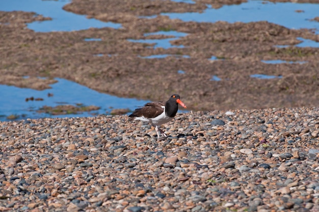 czerwony szczyt ptak spaceru na plaży