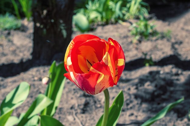 Czerwony tulipan i zielona trawa z bliska