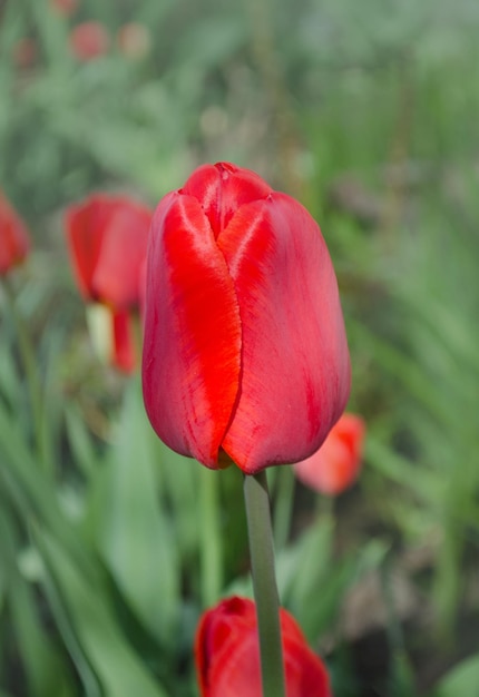 Czerwony tulipan kwiat tło Czerwony tulipan w ogrodzie Pole pięknych czerwonych tulipanów