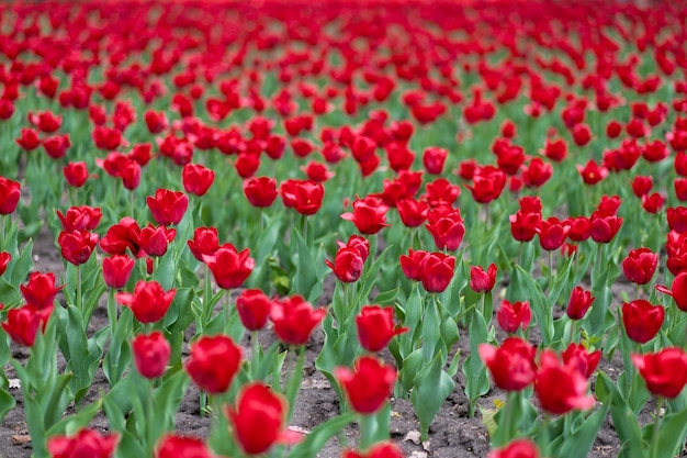 Czerwony tulipan kwiaty tło zewnątrz wiosenne kwiaty sezon season