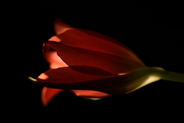 Czerwony tulipan na białym tle zbliżenie na czarnym tle.