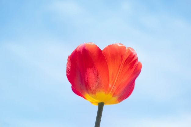 Czerwony tulipan na tle jaskrawego niebieskiego nieba z lekkimi chmurami