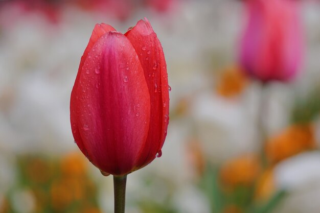 czerwony tulipan na wiosnę w ogrodzie