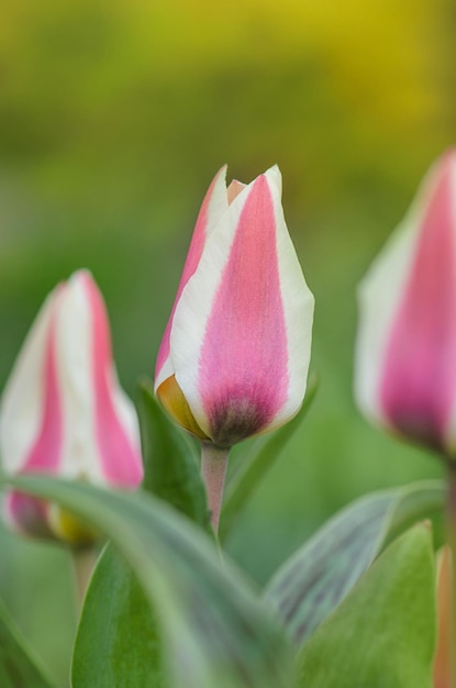 Czerwony tulipan o szerokich brzegach z białymi dużymi kwiatami na krótkich, mocnych pędach