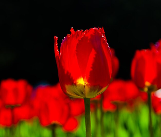 Czerwony tulipan oświetlony słońcem. Widok z dołu.