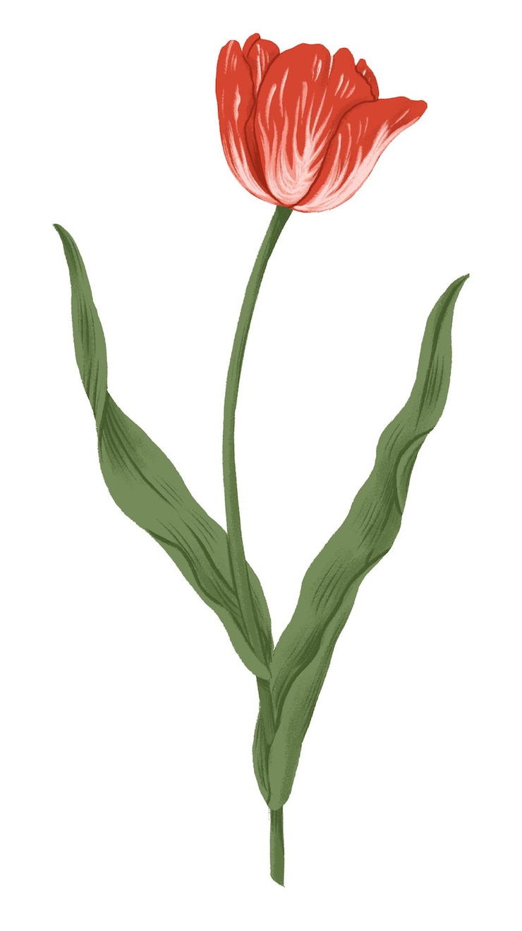 Zdjęcie czerwony tulipan png kwiat doodle naklejka przezroczyste tło