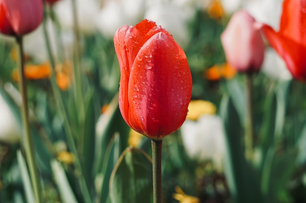 czerwony tulipan w ogrodzie wiosną