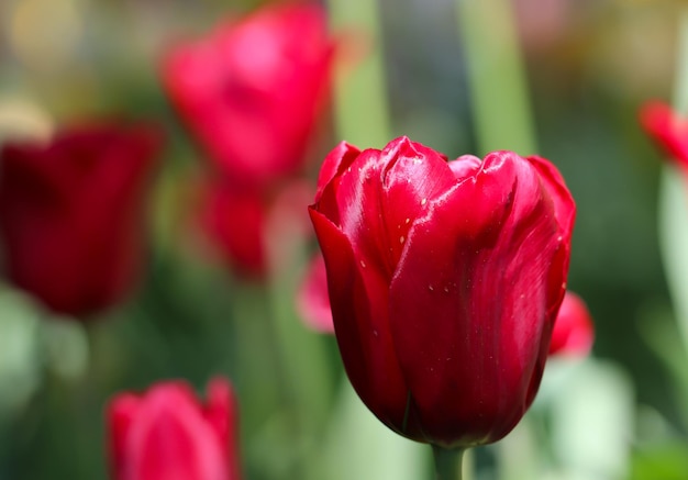 czerwony tulipan z selektywnym skupieniem na rozmytym zielonym tle