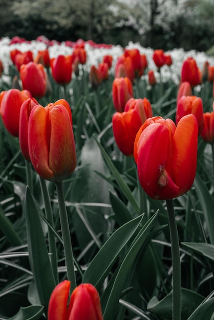 Czerwony tulipan ze słowem tulipan