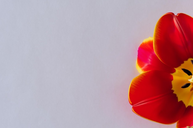 Czerwony tulipanowy piękno na pustym papierze
