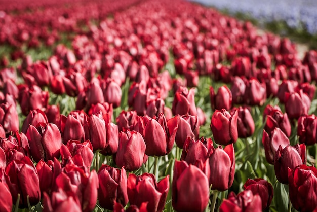 Czerwony tulipanu pole w holandiach