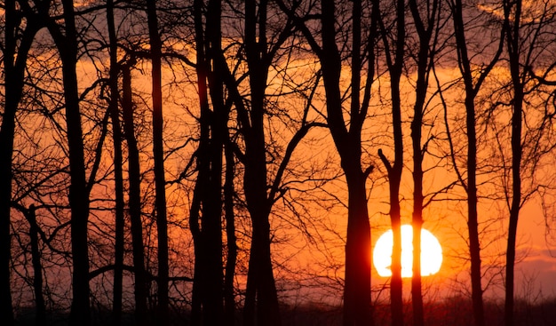 Czerwony zachód słońca za drzewami Niewyraźne tło Słoneczny wiosenny krajobraz