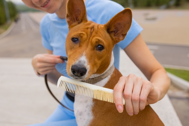 Czesanie Jej Psa Basenji Pielęgnuje Sierść Psa