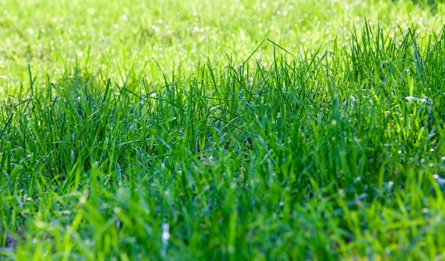 Część pola, na której rośnie zielona trawa
