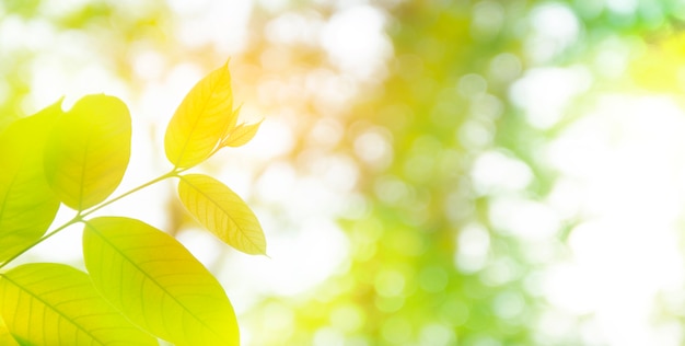 Zdjęcie część roślin liści zielony kolor zbliżenie wzrostu roślin natura