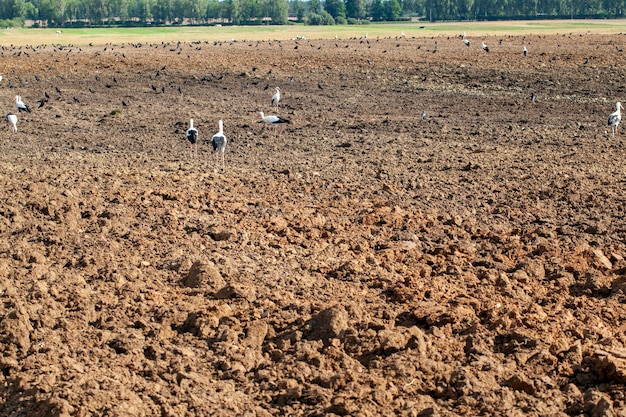 Część terytorium pola rolnego o żyznej glebie