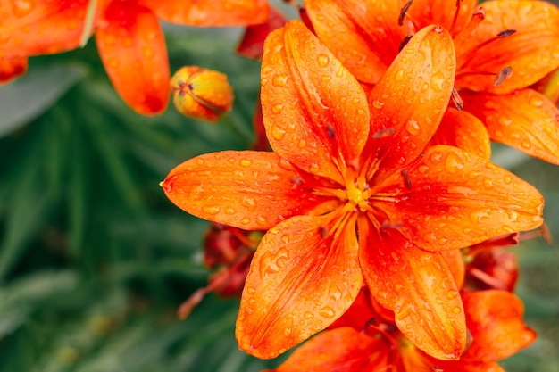Częściowo rozmazany kreatywny obraz tła jasnopomarańczowych lilii i zieleni