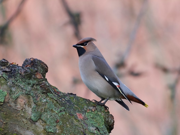 Czeski jemiołuszka (Bombycilla garrulus)