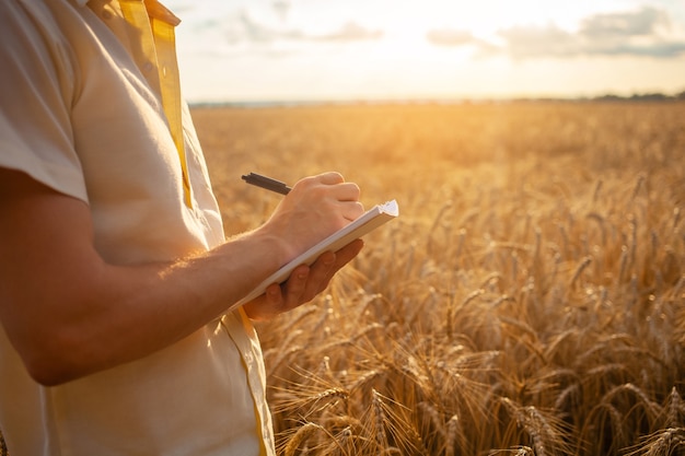 Człowiek Agronom Na Polu Pszenicy