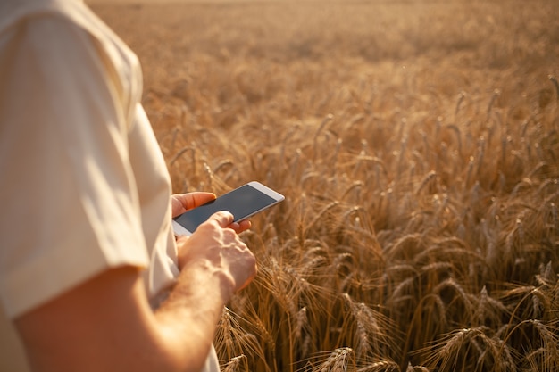 Człowiek Agronom Wykorzystuje Nowoczesną Technologię Na Polu Pszenicy