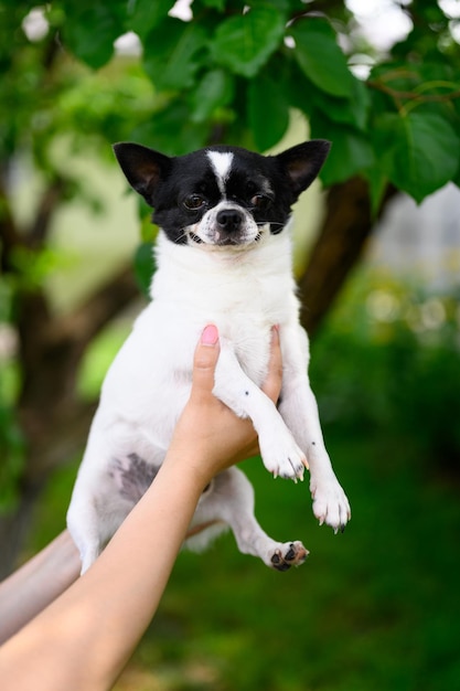 Człowiek Trzyma W Rękach Chihuahua Czarno-biały Kolor Na Tle Drzewa W Letnim Ogrodzie