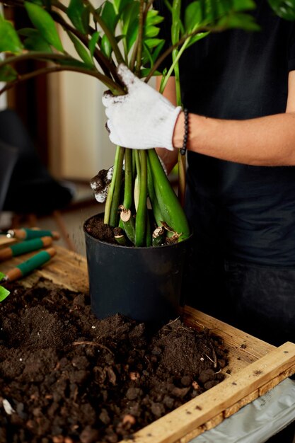 Człowiek umieszcza ziemię w czarnym garnku z Zamioculcas na drewnianym stole, przesadza rośliny domowe, hobby i wypoczynek, ogrodnictwo domowe. Zamioculcas Przesadzanie rośliny do doniczki, Przesadzanie doniczki