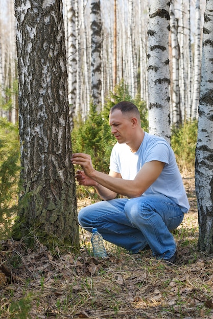 Człowiek zbiera sok brzozowy w wiosennym lesie