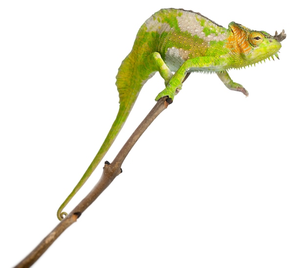 Czterorogi kameleon - Chamaeleo quadricornis na szczycie gałęzi