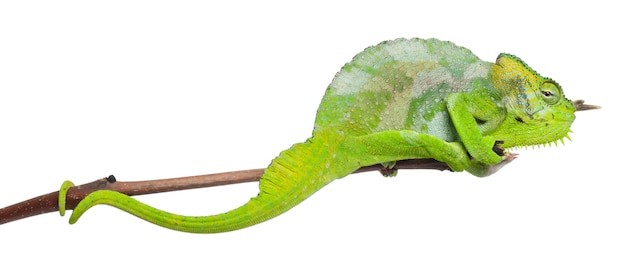 Czterorogi kameleon - Chamaeleo quadricornis
