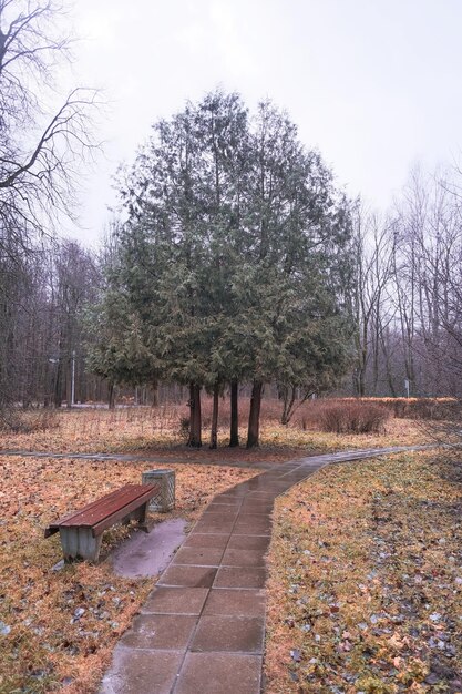 cztery drzewka iglaste obok ławki w parku i płytkowana ścieżka jesienią