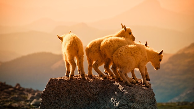 Cztery kozy górskie na szczycie skały.