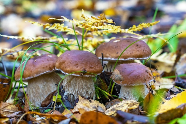 Cztery młode borowiki wychodzą spod liści na leśnej polanie