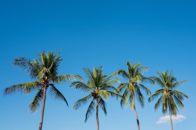 Cztery palmy w koncepcji czasu letniego niebieskiego słonecznego nieba