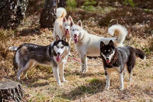 Cztery psy husky syberyjskie stoją na leśnej trawie pełnowymiarowy portret psów husky
