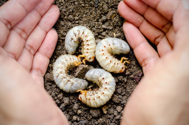 Cztery robaki na żyznej glebie.