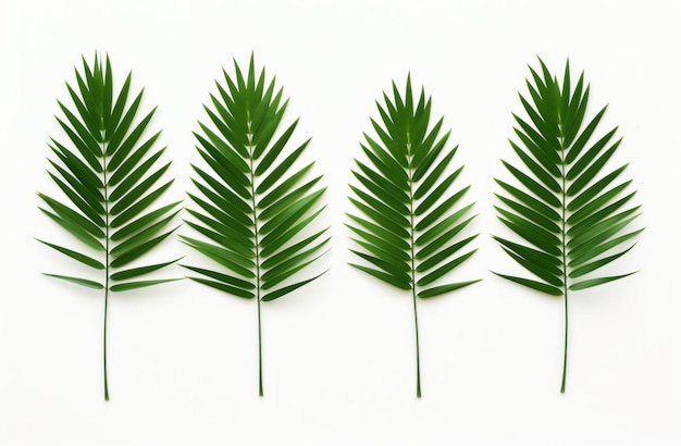 Zdjęcie cztery zielone liście palmy na białym tle