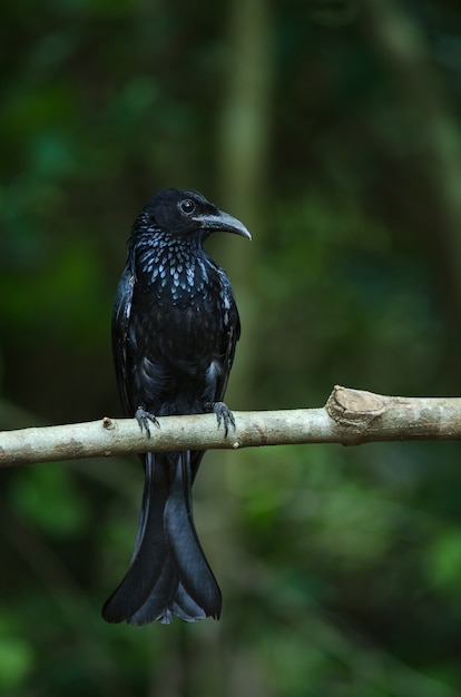 Czubaty drongo umieszczał na gałąź w naturze Tajlandia